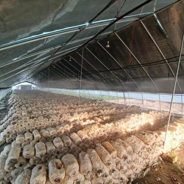 1649299213160677.jpeg 09-09-20-50-283825.jpeg